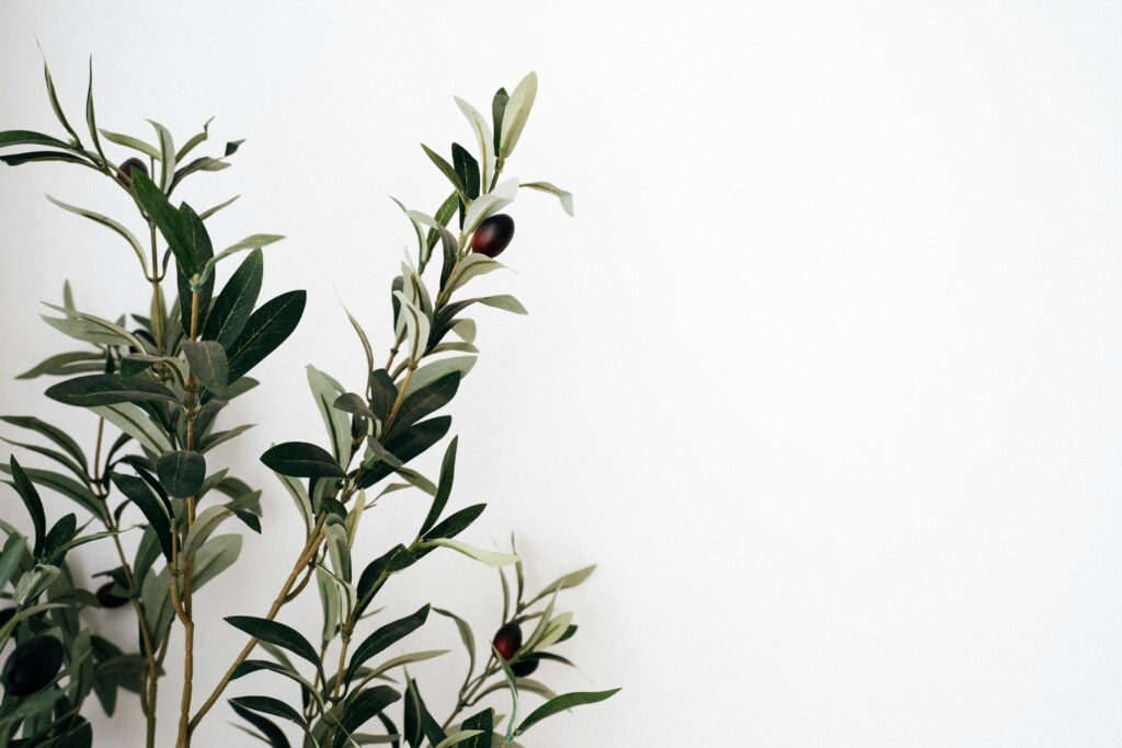 A simple olive tree branch with dark olives on a plain white backdrop, offering a minimalist aesthetic.